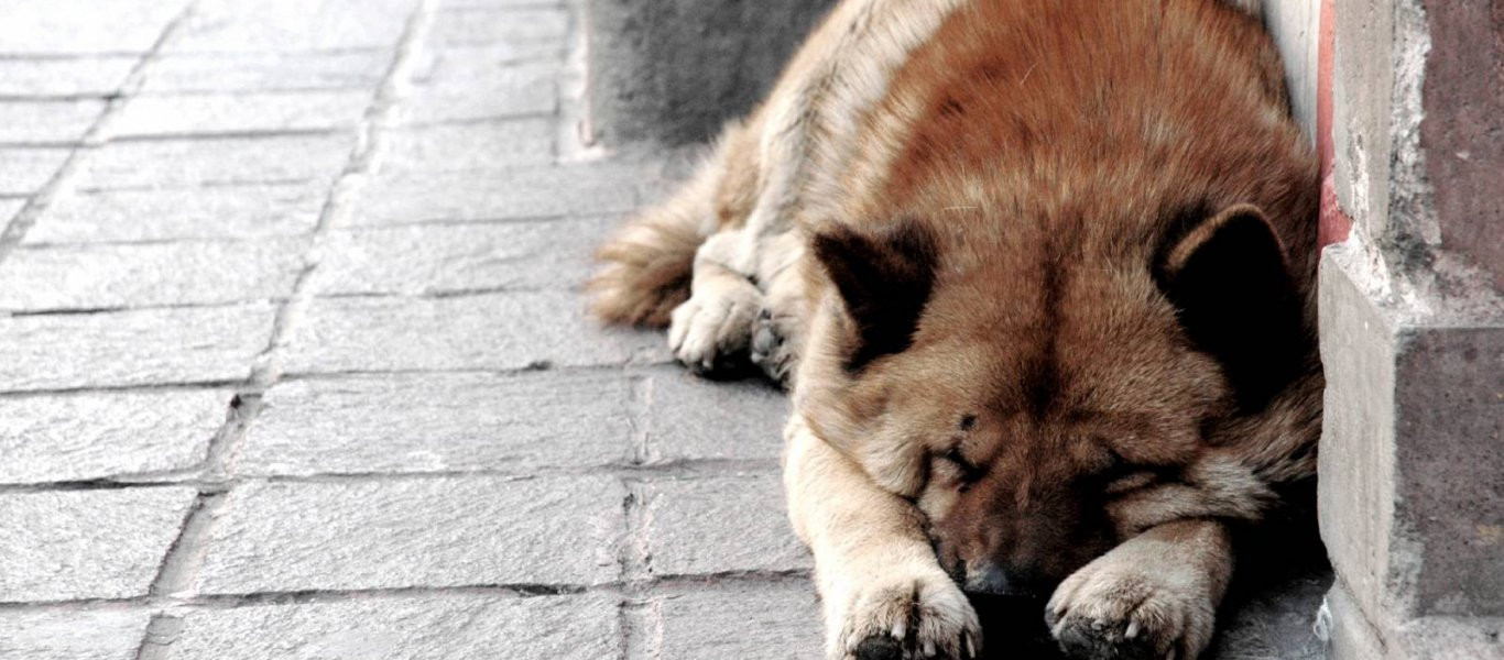 Η σπαρακτική αντίδραση σκύλου που τον εγκατέλειψαν (βίντεο)